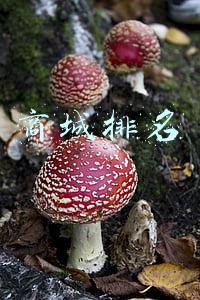 商城排名