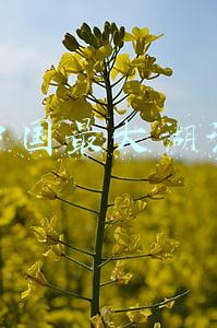 中国最大的湖泊前十名(我国最大淡水湖鄱阳湖区水鸟数量创有监测记录以来新高)