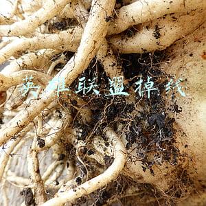 英雄联盟掉线挂(细数LOL开测至今的所有外挂辅助，你敢说没遇到过？)