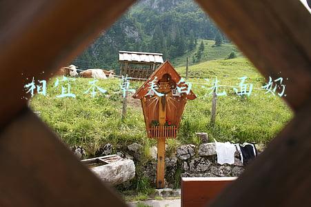 相宜本草洗面奶怎么样(陈小纭张馨予都在用的去黑头神器，真的这么神奇)