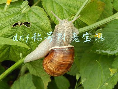 dnf称号附魔宝珠拍卖行可以买吗(DNF拍卖行春节称号滥竽充数？今年称号附魔去年春节宝珠！)