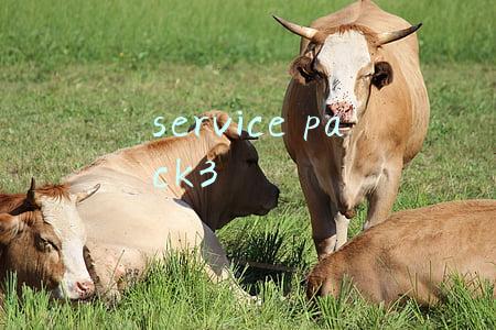 service pack 3是什么(电脑总是卡卡卡？这样操作可提速10倍！老电脑也能再战十年)