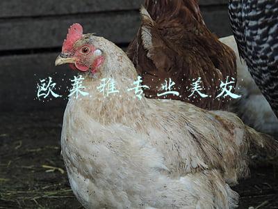 欧莱雅专业美发