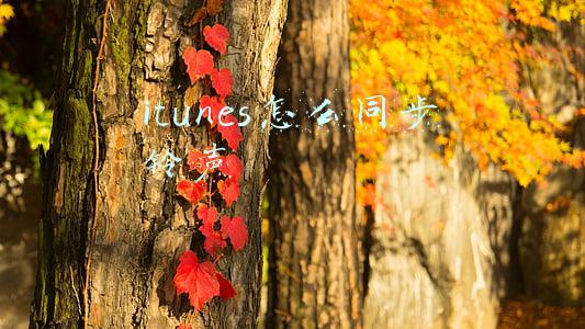 itunes怎么同步铃声到iphone上(教程：手把手教你自制 iPhone 铃声)