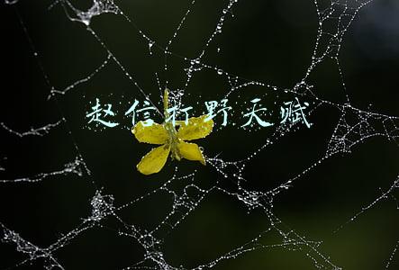 赵信打野天赋s10出装(《英雄联盟》S11跳刀丛刃菊花信怎么玩 赵信玩法一览)