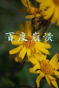百度崩溃