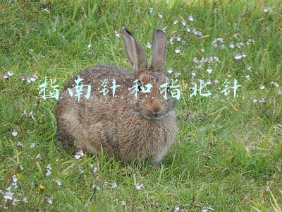 指南针和指北针