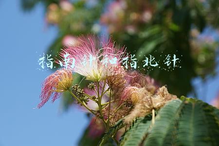 指南针和指北针一样吗(指南针为什么指向的是北？为什么不叫指北针？)