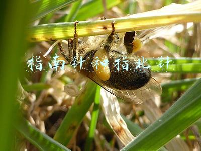 指南针和指北针