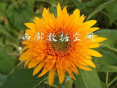 西部数据空间购买(「手慢无」西部数据1TB M.2固态硬盘659元)