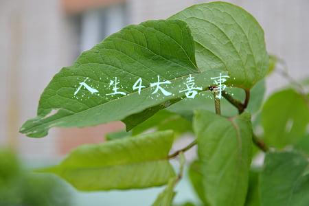 人生4大喜事