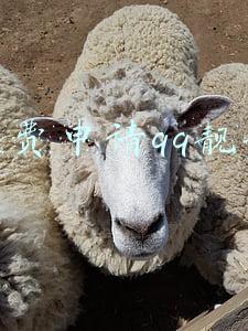 免费申请qq靓号注册(QQ正式推出“超级QQ秀”布局元宇宙)