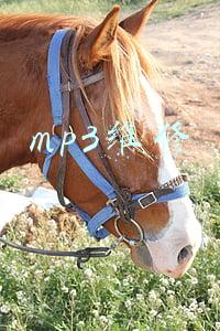 飞利浦mp3维修(桌面HiFi搭建攻略，解码器选购指南)