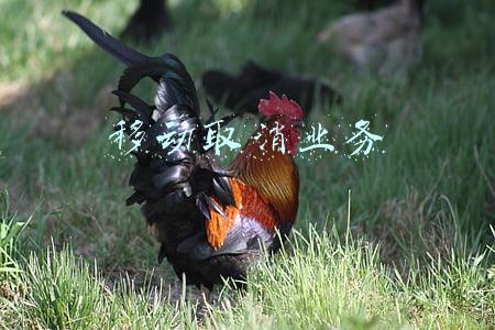 移动取消业务