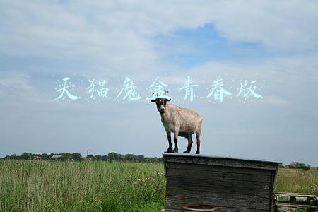 天猫魔盒青春版