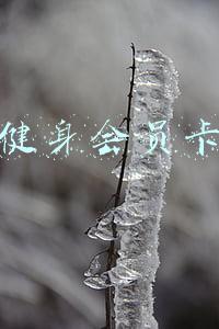 健身会员卡