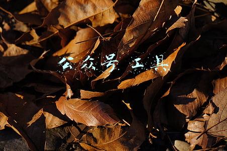 公众号 工具