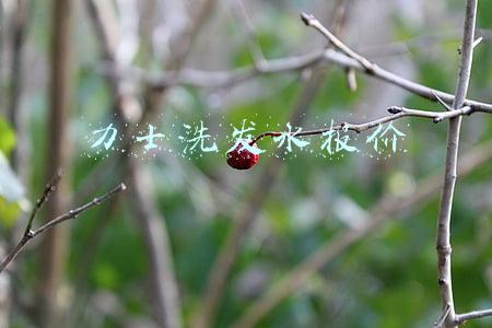 力士洗发水报价