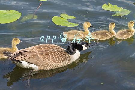app留存率多少比较好(APP留存率多少才合格？——全面解析留存率)