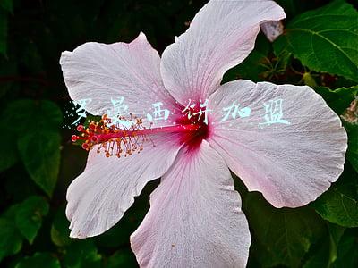 南瓜饼加盟(傣妹火锅老鼠窜后厨蟑螂上豆腐？上海黄浦市监局：已立案查处)