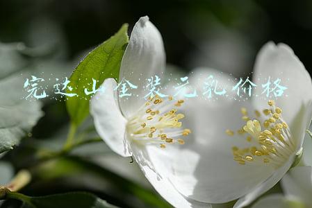 完达山金装元乳价格