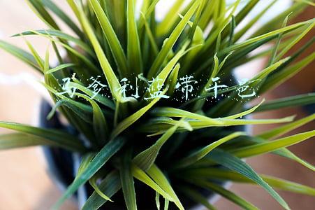 马爹利蓝带干邑
