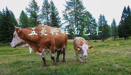 五菱兴旺面包车