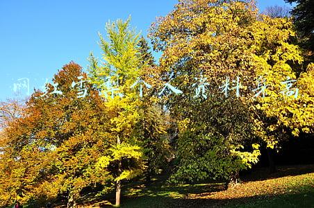 雪梨的身高(雪梨两年跃居主播C位！雪梨粉丝节霸屏百城新潮传媒，抢占线下流量红利)