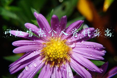 雪梨网红多高(靠男人上位，因王思聪而火，18线网红“雪梨”的上位史不简单)