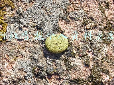 网红雪梨年纪多大(开淘宝店起家的90后温州姑娘雪梨，现在有了个新身份：马云学生)