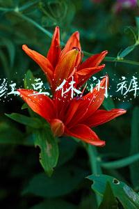 红豆休闲裤