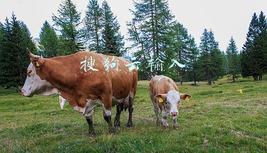 搜狗云输入
