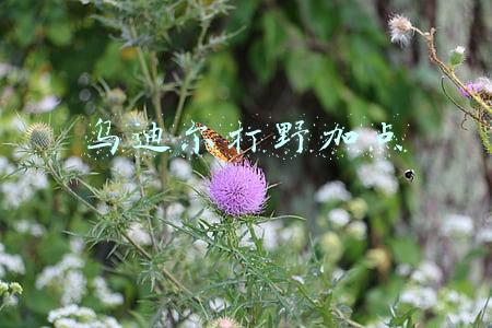 乌迪尔打野加点