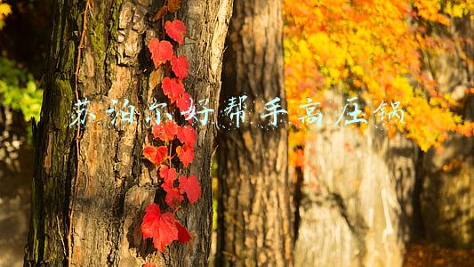 苏泊尔好帮手高压锅