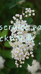 service pack 1补丁(可能是全网最详细的python安装教程（windows）,小白建议收藏)