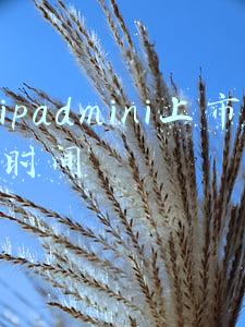 ipadmini上市时间和价格(iPad mini正式发布 售价499美元起)