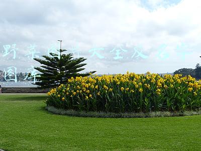 云南野菜图片大全及名字 图库(云南“春菜”上新，12种野菜（配图）看你吃过几种？)