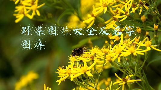 田间野菜图片大全及名字 图库(春天里31种野菜大图片，你想要的野菜都在这里，赶紧进来认识下)
