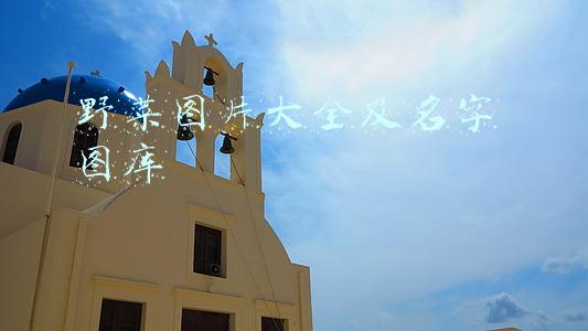 可食用野菜图片大全及名字 图库(手把手教你识别野菜)