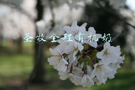 圣牧全程有机奶