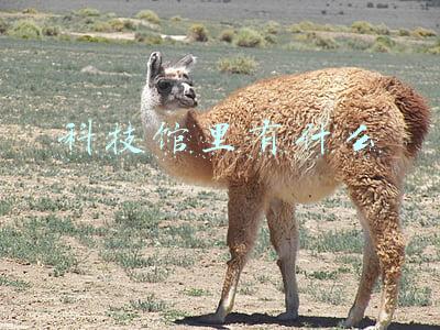科技馆里有什么展品名字(中国科技馆“智能”展厅携多款机器人亮相 喜迎新年和人机共融时代)