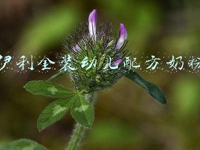 伊利金装幼儿配方奶粉