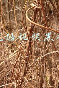 优酷视频黑屏怎么解决(优酷视频黑屏怎么办？)