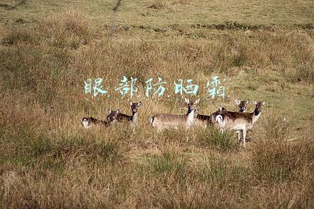 眼部防晒霜有哪些(电眼打造必知 眼部防晒霜没你不行)