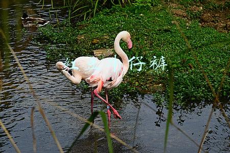 红豆牛仔裤