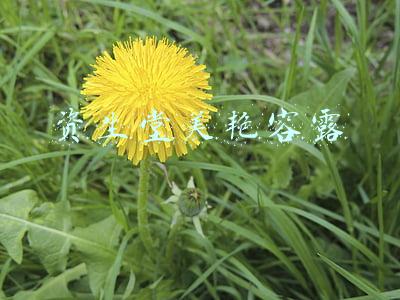 资生堂嘉美艳容露(4款人气爆棚的化妆水！美白祛痘缩毛孔，不吹不黑，真实测评)