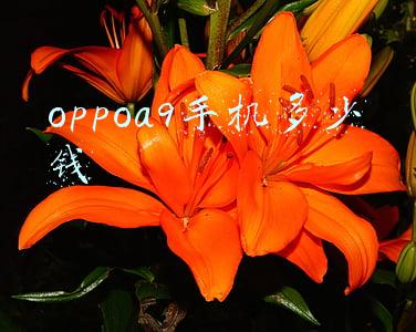 oppoa9手机多少钱二手(4G手机正降价 二手货急清仓)