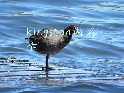 kingston内存卡