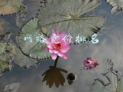 网络竞价排名