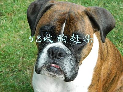 58收购赶集